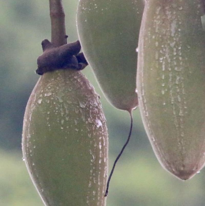 fruit_baobab