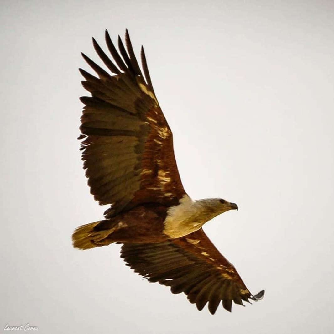 aigle