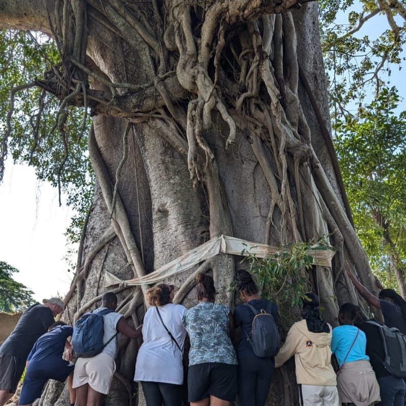baobab