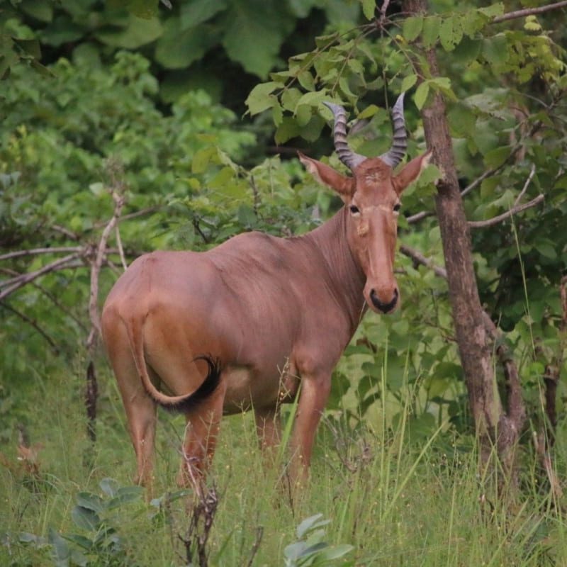 cerf