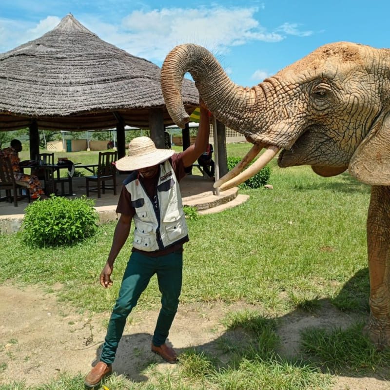 elephant_togo