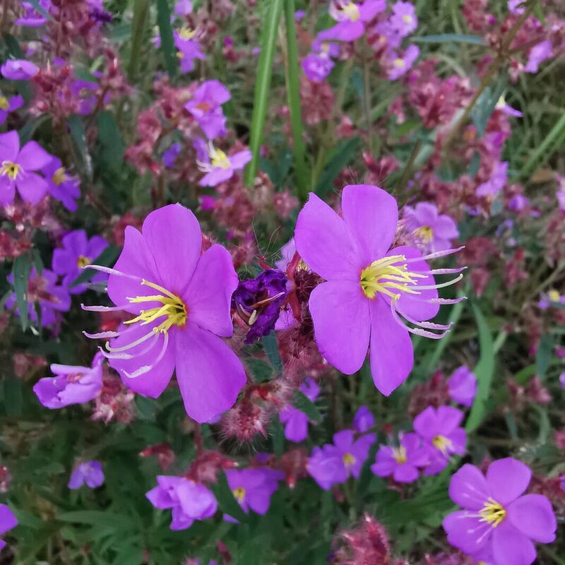 fleur_violette-min