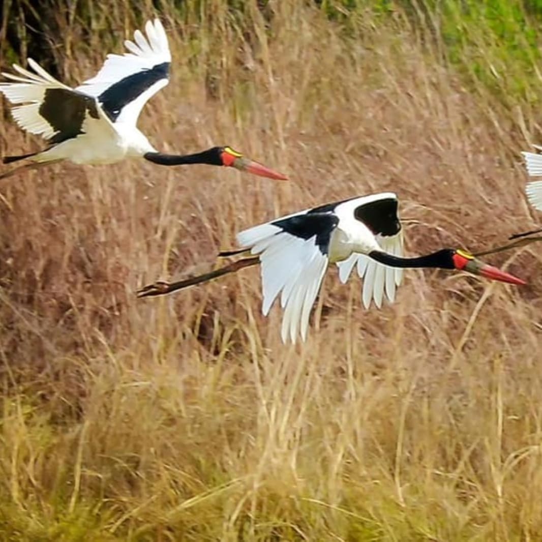 groupe_oiseaux