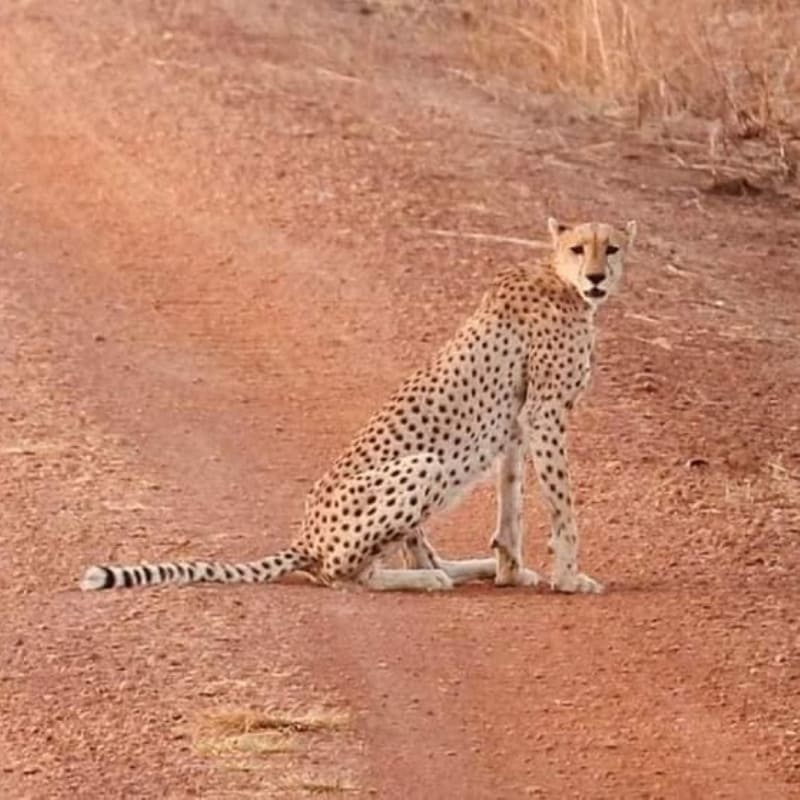 guepard