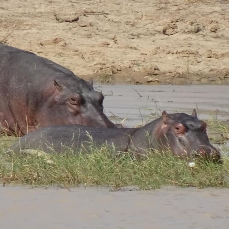hippopotames