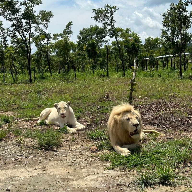 lions_nature