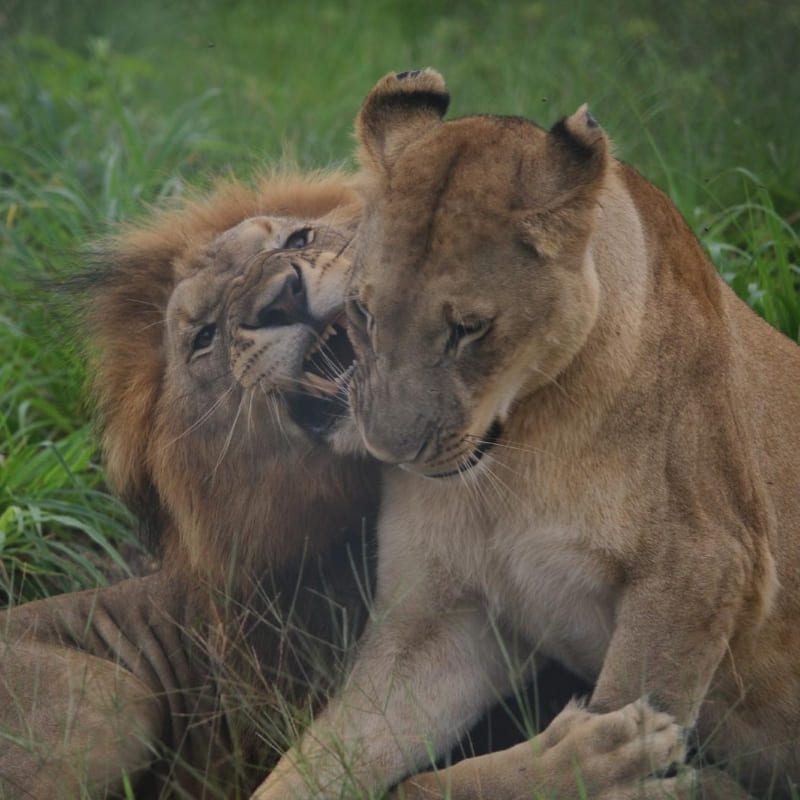 lions_togo