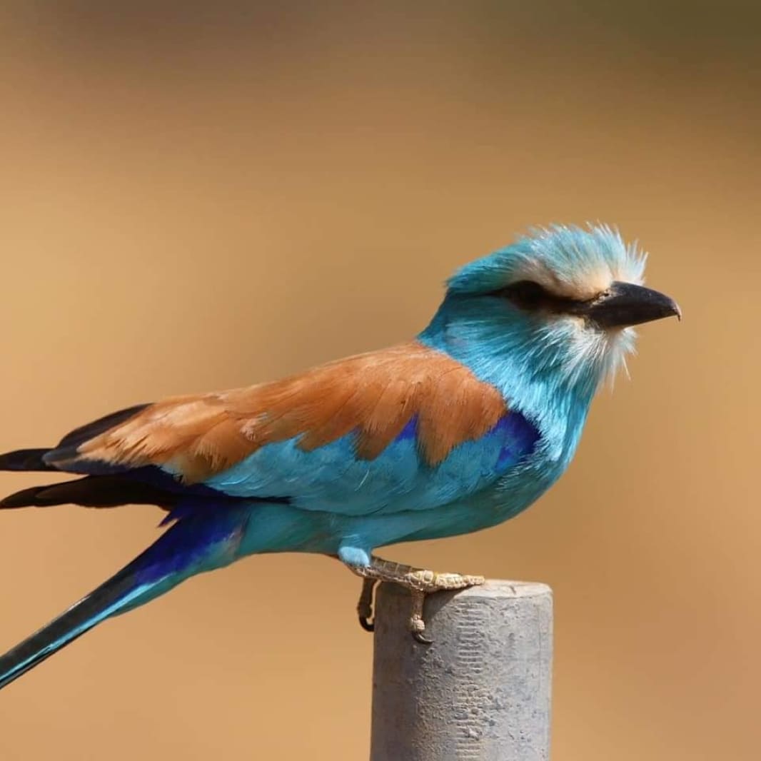 oiseau_bleu