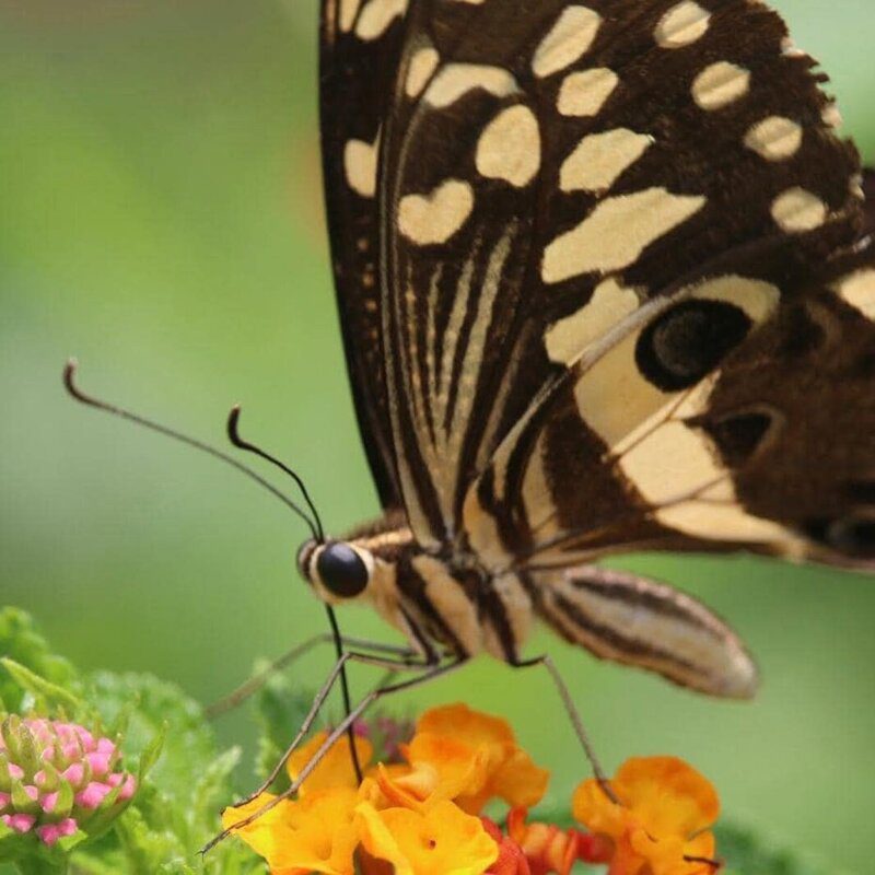 papillon-min