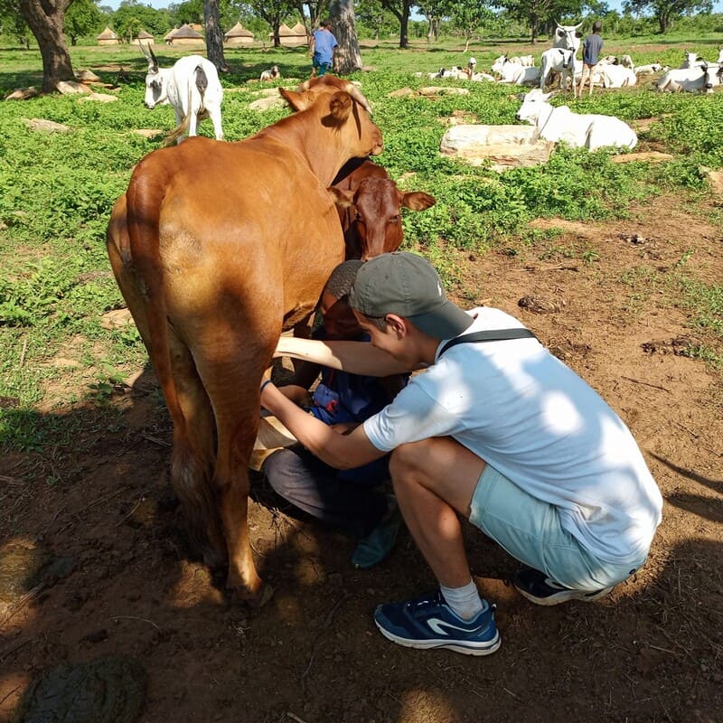 traire_vache_homme