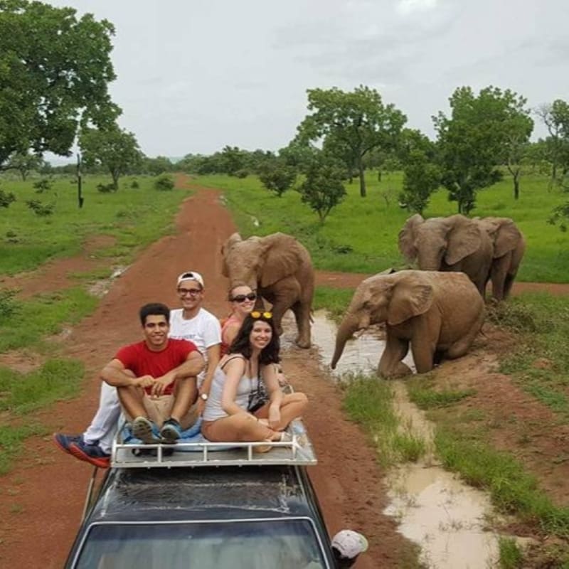 voiture_elephants